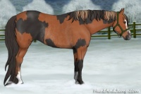 Horse Color:Liver Chestnut Sabino Rabicano  and Bay Sabino Rabicano 