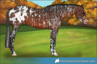 Horse Color:Brown Roan Splash  and Brown Sabino Blanket 