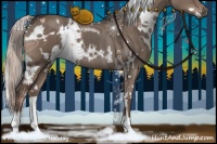 Horse Color:White Spotted Silver Grullo