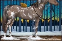 Horse Color:White Spotted Liver Red Dun