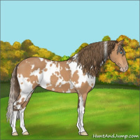 Horse Color:Gray White Spotted Perlino 