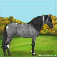 Horse Color:White Spotted Blue Roan 