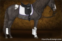 Horse Color:Smoky Black Appaloosa Rabicano 