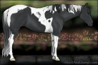 Horse Color:Black Tobiano 