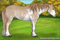 Horse Color:Chestnut Sabino 
