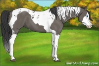 Horse Color:Grullo Splash Tobiano 