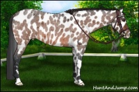 Horse Color:Bay Roan Leopard 
