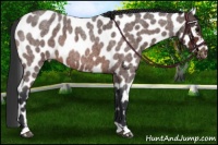 Horse Color:Bay Roan Appaloosa