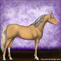 Horse Color:Gold Cream Champagne 