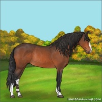 Horse Color:Bay Sabino Rabicano