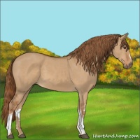Horse Color:White Spotted Red Dun 