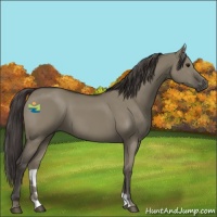 Horse Color:Smoky Grullo 