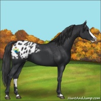 Horse Color:Black Splash Appaloosa 