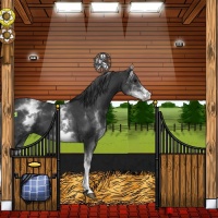 Horse Color:White Spotted Black