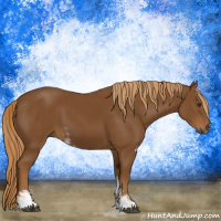Horse Color:Gray Chestnut Sabino