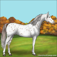 Horse Color:Chestnut Splash Near Leopard  and Gray Chestnut Splash Near Leopard 