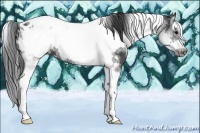 Horse Color:White Spotted Black Splash Tobiano Frame Appaloosa