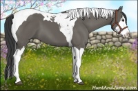 Horse Color:Grullo Splash Tobiano 