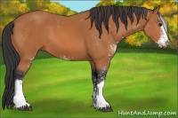Horse Color:Bay Sabino 