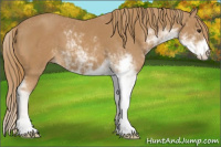 Horse Color:Chestnut Sabino 