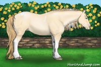 Horse Color:Buckskin Pearl Tobiano