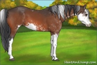 Horse Color:Bay Sabino 