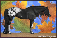 Horse Color:Gray Black Appaloosa 