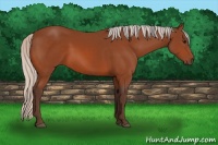 Horse Color:Silver Bay 