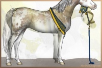 Horse Color:White Spotted Liver Chestnut Ice Pearl Sabino Splash Rabicano