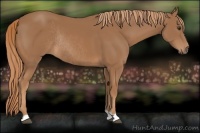 Horse Color:Chestnut Rabicano 
