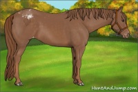 Horse Color:Chestnut Appaloosa