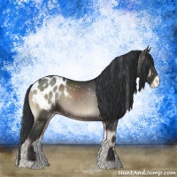 Horse Color:Blue Onyx Appaloosa Rabicano 