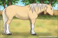 Horse Color:Palomino Dun Tobiano 