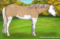 Horse Color:Palomino Roan Splash Appaloosa