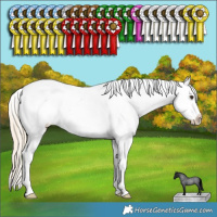 Horse Color:Palomino Roan Splash Appaloosa 