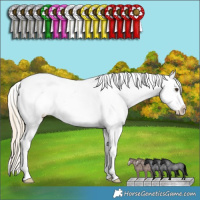 Horse Color:Palomino Roan Splash Appaloosa 