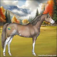 Horse Color:Liver Chestnut Mushroom Sabino 