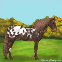 Horse Color:Liver Chestnut Appaloosa 