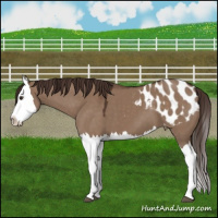 Horse Color:Liver Red Dun Splash Appaloosa 