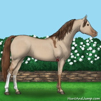 Horse Color:Red Dun Varnish 