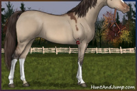 Horse Color:Bay Dun Appaloosa 