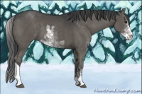 Horse Color:Black Sabino 
