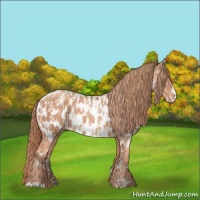 Horse Color:Gold Champagne Appaloosa  and Gold Champagne Frame Appaloosa 