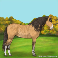 Horse Color:Buckskin Sabino Rabicano  and Buckskin Sabino Rabicano 