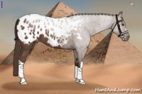 Horse Color:Liver Chestnut Appaloosa 