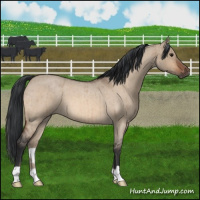 Horse Color:Bay Roan Dun Brindle 