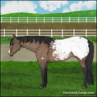 Horse Color:Brown Dun Near Fewspot 