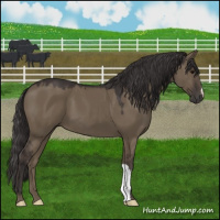 Horse Color:Smoky Grullo 