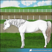 Horse Color:Red Dun Appaloosa 