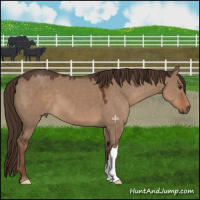 Horse Color:Liver Red Dun 
